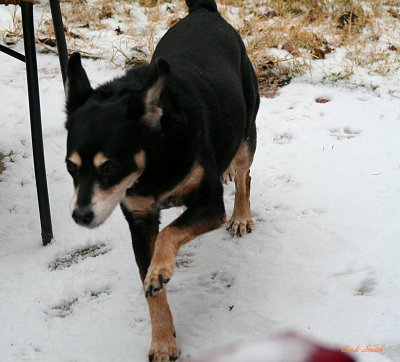 SADIE LOVES THE SNOW