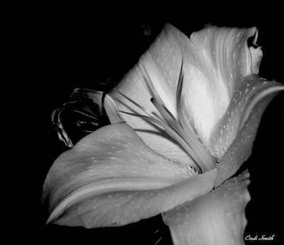 A FLOWER FOR MY GRANDMOTHER