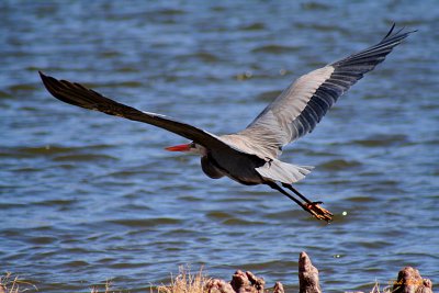 ANOTHER DAY ANOTHER FLYING GREAT BLUE HERON