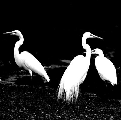 THE EGRETS IN BLACK AND WHITE