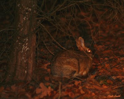 SHOOTING RABBITS IN THE DARK....BUT, ONLY WITH THE CAMERA!