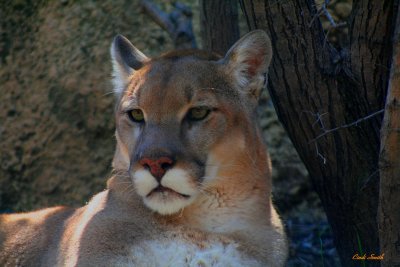 MONTY THE MOUNTAIN LION