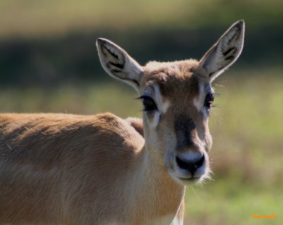 ANTELOPE