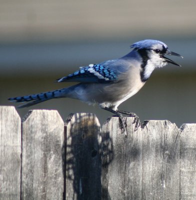 A VISITING BLUE JAY