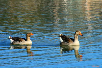 GEESE ON THE WATER