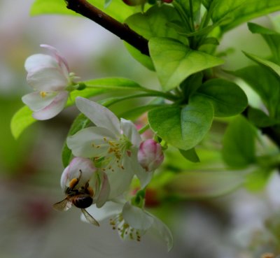 BLOOMING BEE