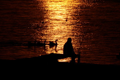 GEESE AND FISHERMAN