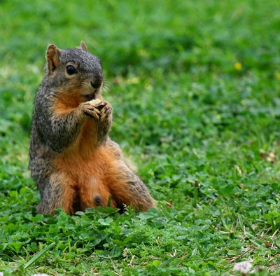 BOY SQUIRREL RECLINED, EATING A NUT....