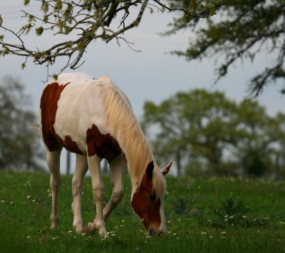 GRAZING IN ROUND TOP