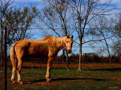 OLD HORSE....THIS GUY HAS BEEN AROUND THE PASTURE A FEW TIMES