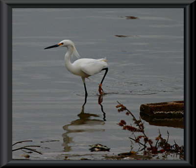 SNOWY EGRET