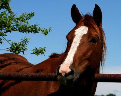 HAWKINS HORSE