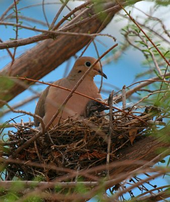 MAMA AND BABY