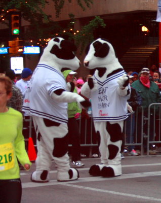 COWS DISCUSSING WHEN TO START THE RACE