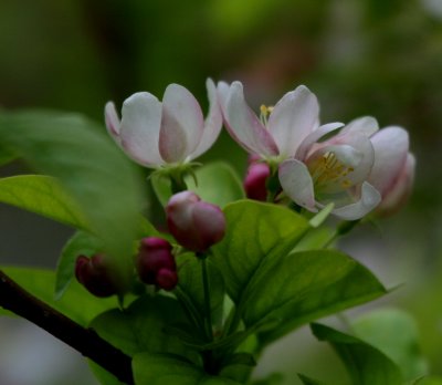 BLOOMS