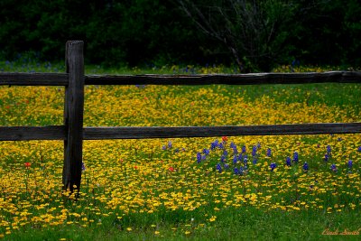 FENCE AND WILDFLOWERS