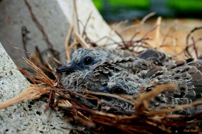 THE BABY MOURNING DOVES