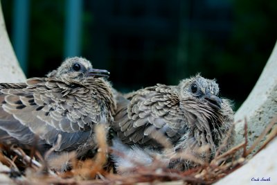 MY TWO LITTLE FRIENDS AGAIN, TODAY