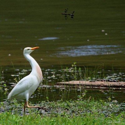 CATTLE EGRET SPOTTED THE DRAGONFLIES