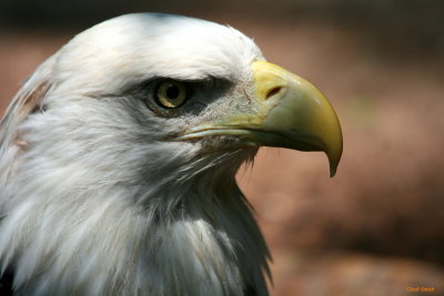 AMERICAN BALD EAGLE