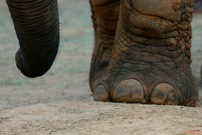 FEET AND A TRUNK