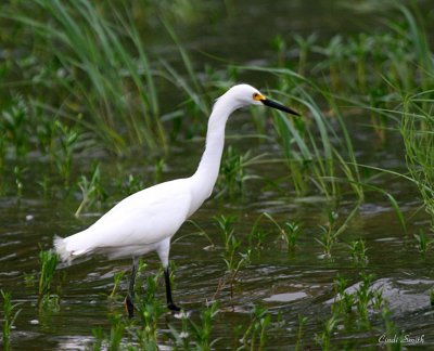 SNOWY EGRET AT THE LAKE