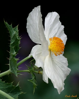 BLOOMING