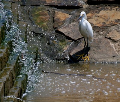 EGRET AND A SNAKE
