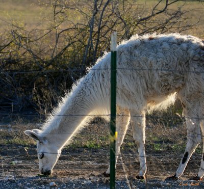AN ALPACA ON A RANCH IN FORT WORTH