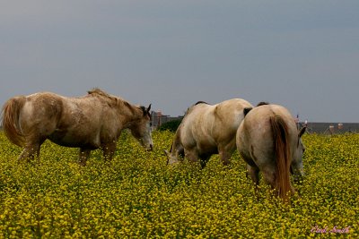 3 DIRTY WHITE HORSES