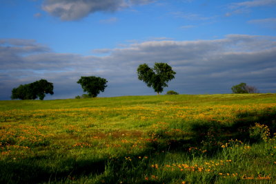 A HEART SHAPED TREE