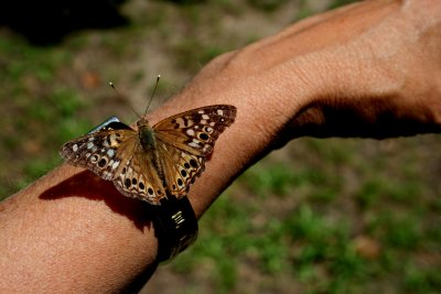 BUTTERFLY ON MY ARM