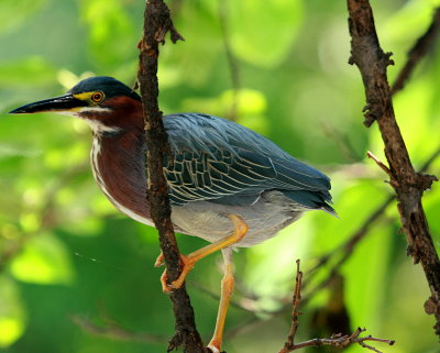 LITTLE GREEN HERON