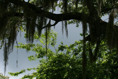 LOOKING UP FROM THE SWAMP