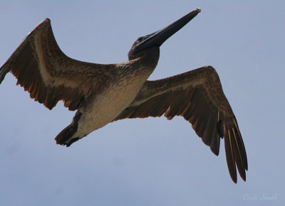 BROWN PELICAN FLYING DIRECTLY OVER MY HEAD