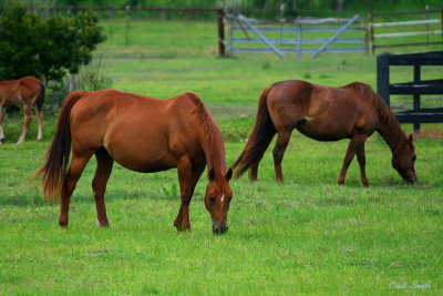 TWO PREGNANT HORSES AND A HALF A COLT