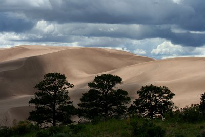 TREES, DUNES AND CLOUDS