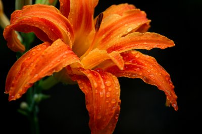 ORANGE LILLY