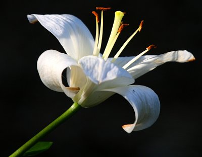 WHITE LILLY TAKEN THIS EVENING