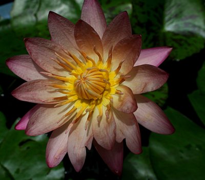 LOTUS