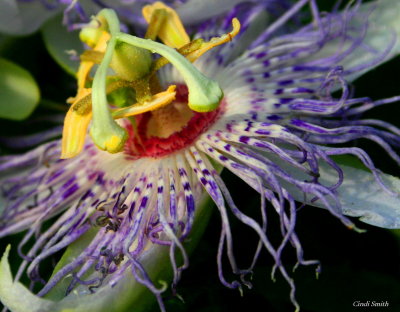 WILD PASSION FLOWER