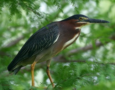 LITTLE GREEN HERON