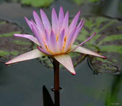 LOTUS