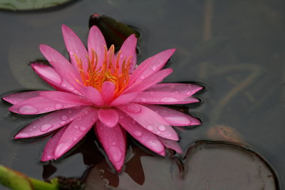 POND PINK