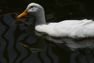 I KNOW, JUST ANOTHER DUCK,.....