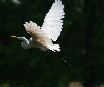 ANOTHER FLYING GREAT WHITE EGRET