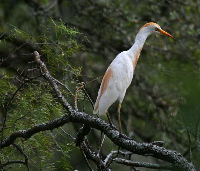 CATTLE EGRET - RELOADED DUE TO THE STUPID RED X