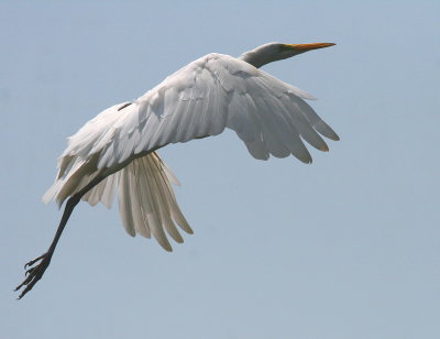 LIKE THIS EGRET....I'M OUTA HERE