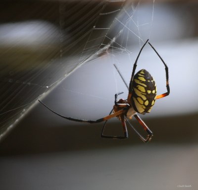 SEPTEMBER SPIDER