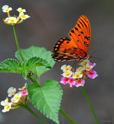 LANTANA AND BUTTERFLY